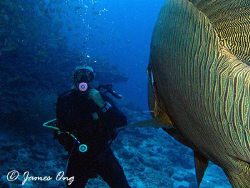 CHARGE!!!! Napoleon Wrasse in coming!!! Tools: Canon S1 I... by James Ong 